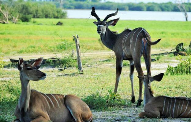 Selous game reserve 3 day/ 2 night